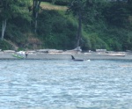(c-dancer) Found the whales along westside of San Juan Island