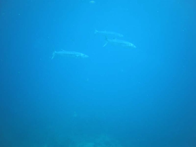 A school of Barracuda swim by on may way back up to the boat
