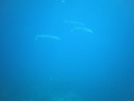 A school of Barracuda swim by on may way back up to the boat