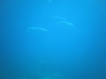 A school of Barracuda swim by on may way back up to the boat