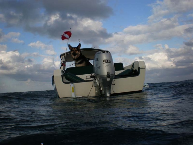 My German Shepherd looks after the boat while I'm exploring the ocean depths. Here he isn't sure its me as I'm surfacing after a dive.