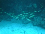 School of yellow fish near a ledge in 45' of water