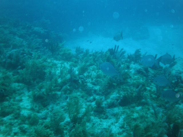 Underwater ledge in JP state park in Key Largo. Diving is fun.