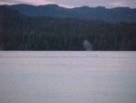 (BOMBERO) 
sept 05
humpback whales
smith inlet, british columbia, canada