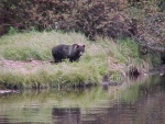 (BOMBERO)
grizzly  feeding on running dog salmon in the river......while i fish for cohos in the ocean out front

secluded inlet in northern britsh columbia ,canada 