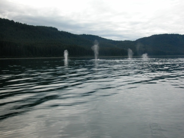 Whales aplenty near Pt. Adolpus, Alaska