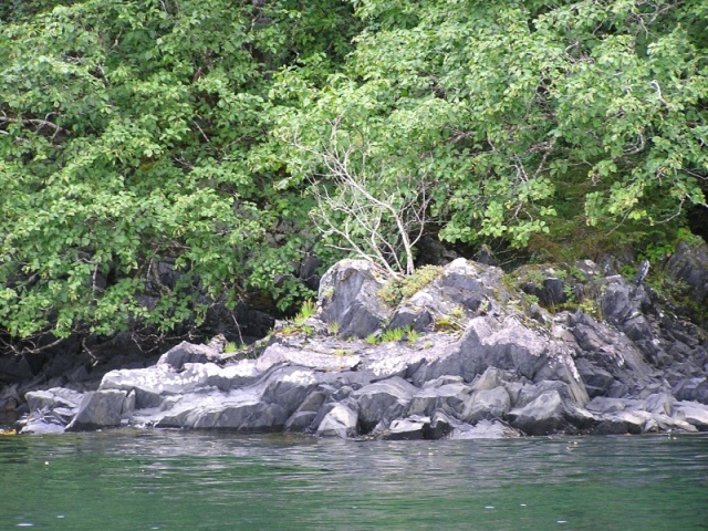 Bonsai in Landlock Bay