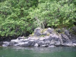 Bonsai in Landlock Bay