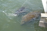 Manatee's drinking from fish cleaning table overflow
