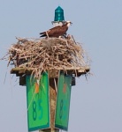 Osprey Nesting ICW & St Johns River