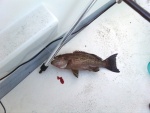 FIRST FISH(Grouper).jpg