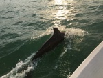 dolphins join for Keys to Naples cruise