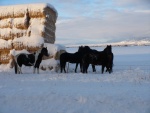 Home in Montana