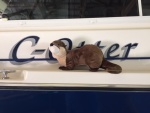 Cotter the C-Otter