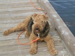 Winston hanging out on the dock