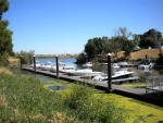 Brannan Island state park at the Striper boat get together