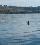 Dall's Porpoise headed toward C-Run
