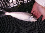 12 inch herring, caught on a fly. Never saw one this big before.