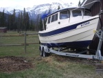 grazing grizzly admiring new boat