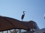 Welcome party at Marna at Blue Water Bay, Niceville, FL