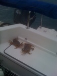 Duelling crabs caught Dec. 1