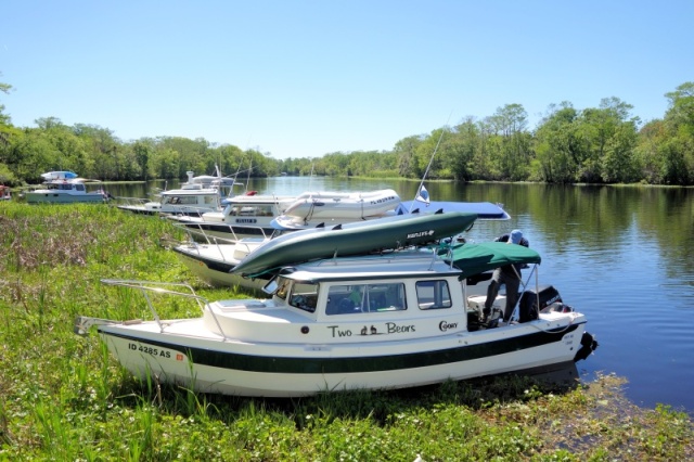 Weed anchoring on the St John (invasive weeds)