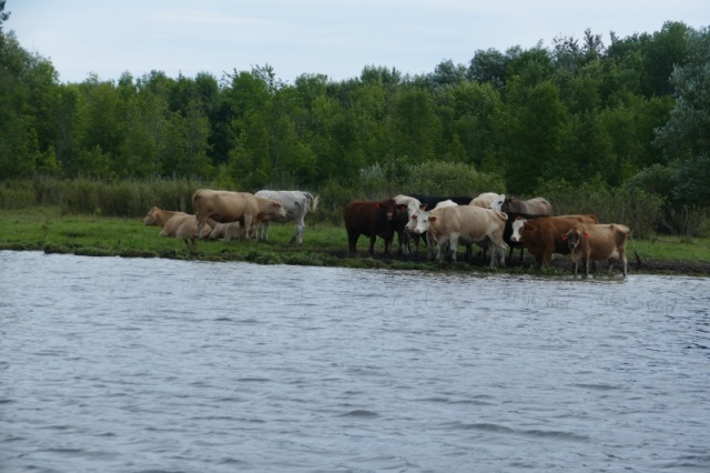 Canadian cows on the Rideau canal, much like on the southern St John river, except they go 
