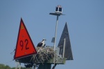 OSPRY NEST ON FL ICW