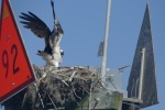 OSPRY NEST ON FL ICW