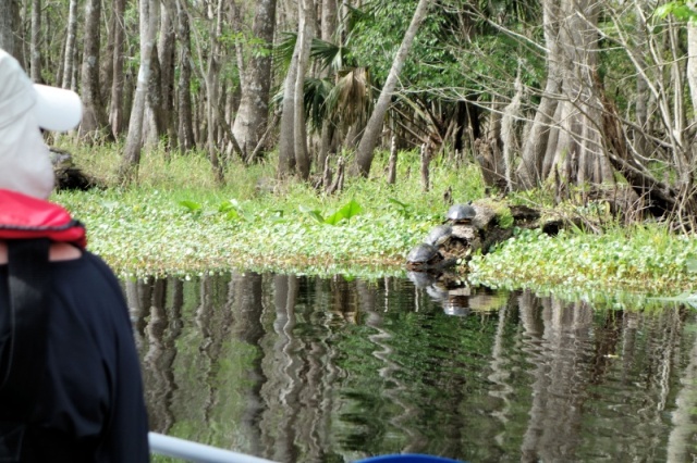 turtles on Hontoon Dead River