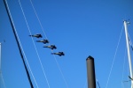 Blue Angels practice over the PNS NAS marina