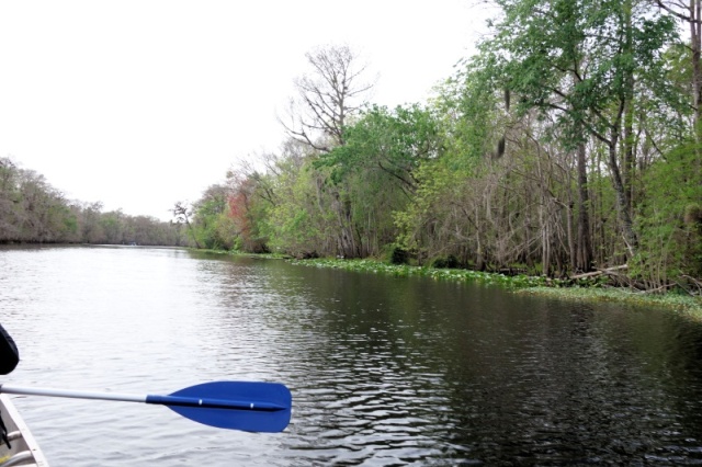 canoeing Hontoon Dead River