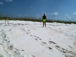 turtle nest and tracks, she was a substantial woman in the Sea turtle world...