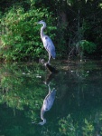 Marcia's best Blue Heron picture ever!