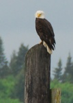 Eagle