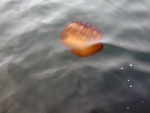 Black sea nettle