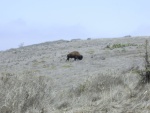 Where the Buffalo roam