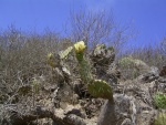 Catalina 2007 - Cactus flower for Robin