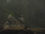 Eagle perched west of Tyee Lodge