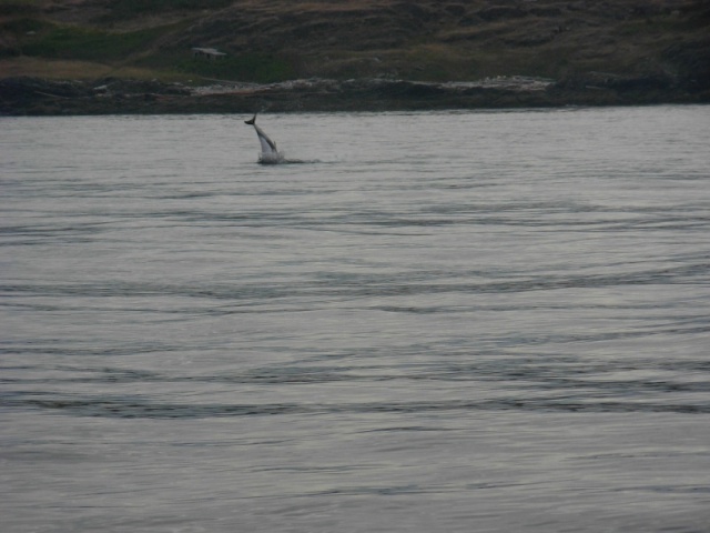 Porpoise at Eagle Point