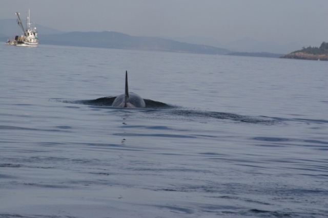 whale near Lime Kiln light