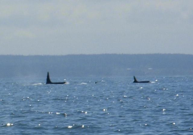 Orca sighting June 14, 2008 Rosario Strait