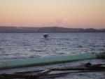 Going to scout for Sockeye in S. Lake Washington