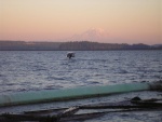 Going to scout for Sockeye in S. Lake Washington