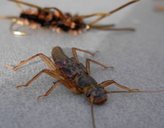 Skwala stonefly - Yakima River