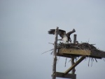 Please identify this bird and it's off spring.I'm thinking it's an Osprey