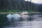 An invader at the Tracy Arm Cove anchorage