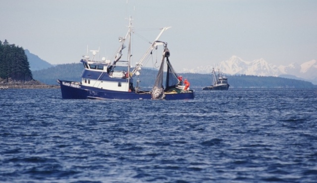 Salmon catching!