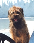 Scrappy at the Margerie Glacier