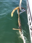 It was returned to the Park Service at the Manitou Island fish camp.